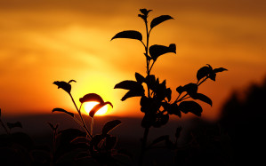 زیر پوسته‌ی روئین اجتماع