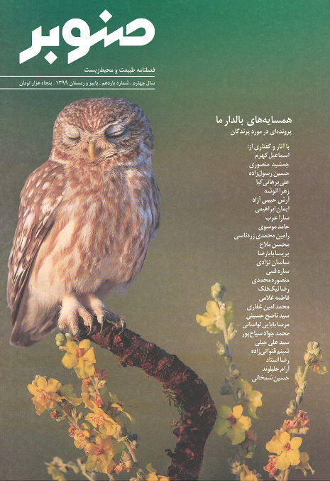 مجله صنوبر (۱۱)